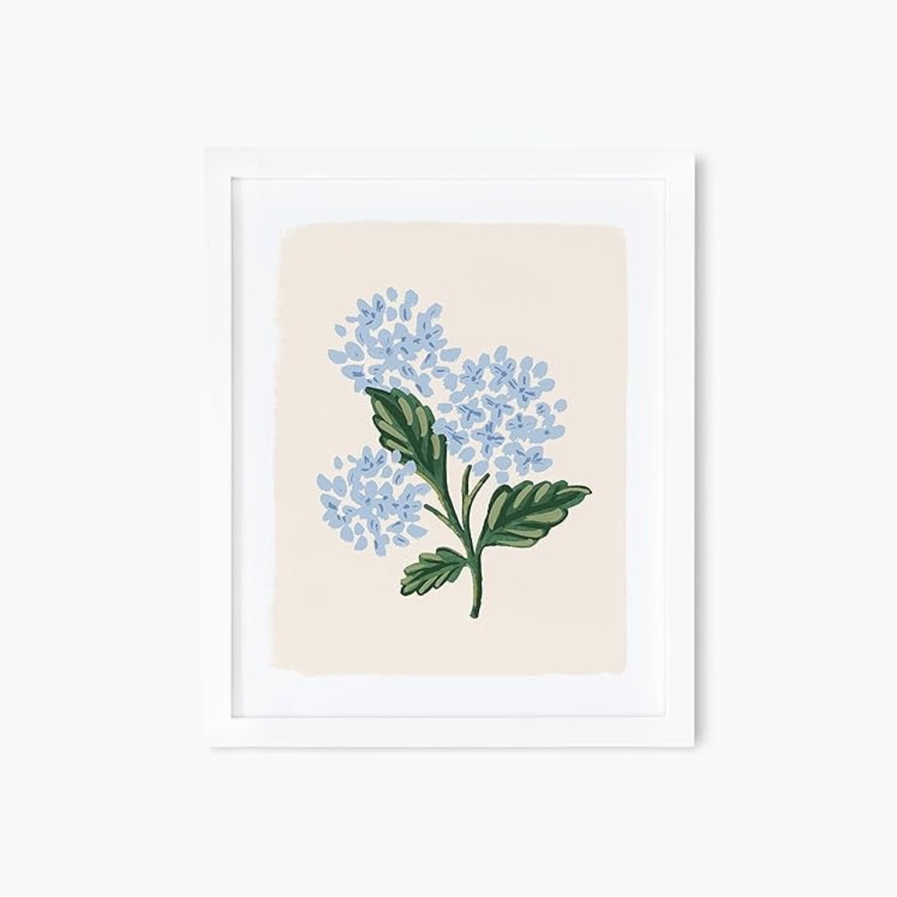 ISO Rifle Paper Co cream hydrangea art print 8x10